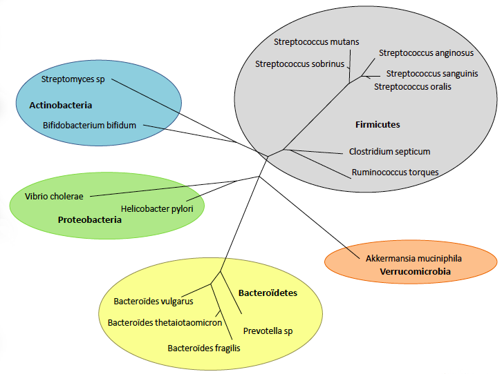 A Balanced Microbiota - Natura Med