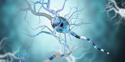 Un cerveau en santé et l’équilibre des neurotransmetteurs