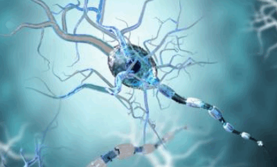 Un cerveau en santé et l’équilibre des neurotransmetteurs